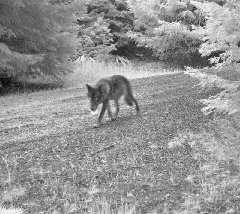 Illustration for article titled Here Are The First Wolf Pups in the Cascade Mountains Since The 1940s